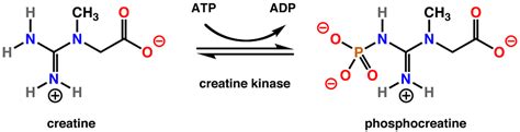 creatine kinase yüksekliği